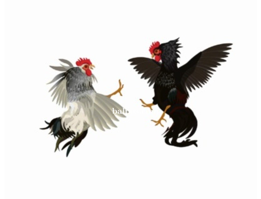 Setiap Minggu, Praktik Perjudian dan Sabung Ayam Diberantas