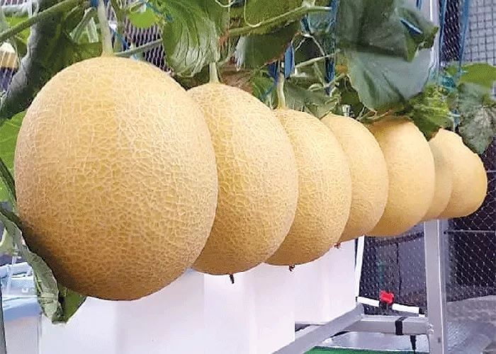 menanam-melon-di-rumah-ala-smart-hydroponic