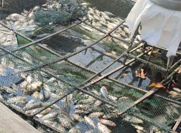 RUGI BESAR..!! Ribuan Ikan Budidaya di Pangkalan Bun Mati Massal